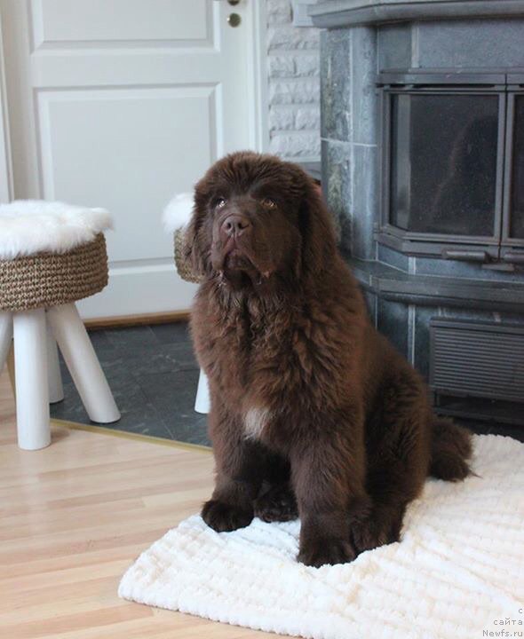 Фото: ньюфаундленд Brownblood MSK Alfa-Romeo Gold Baddy (Браунблад МСК Альфа-Ромео Голд Бадди)