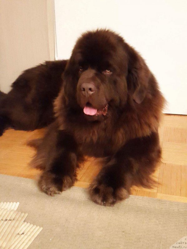 Фото: ньюфаундленд Brownblood MSK Hayes Hago (Браунблад МСК Хаиес Хаго)
