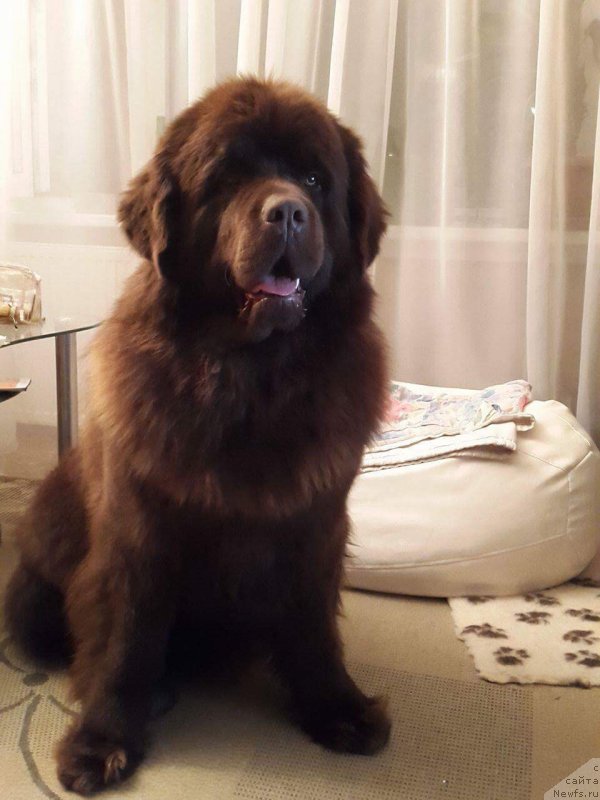 Фото: ньюфаундленд Brownblood MSK Hayes Hago (Браунблад МСК Хаиес Хаго)