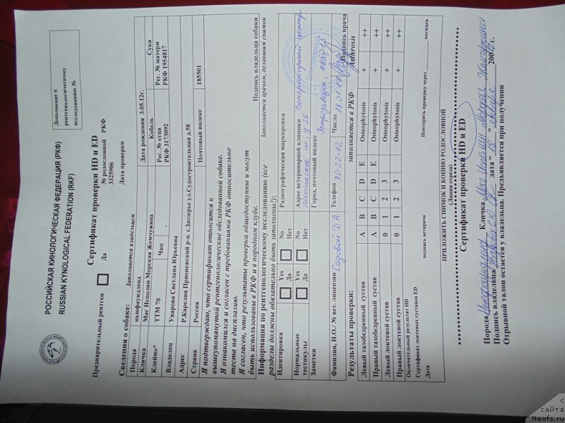 Фото: ньюфаундленд Mag Ispolin Morskaya Jemchujina (Маг Исполин Морская Жемчужина)