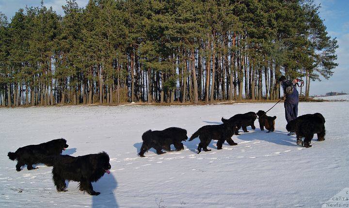 Фото: ньюфаундленд Brownblood MSK Armata Loyar Aid (Браунблад МСК Армата Лойар Аид)