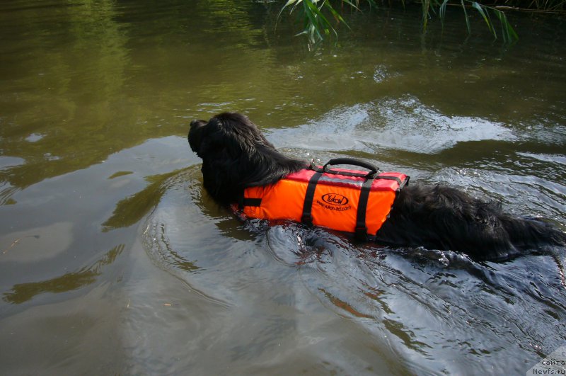 Фотография № 219571