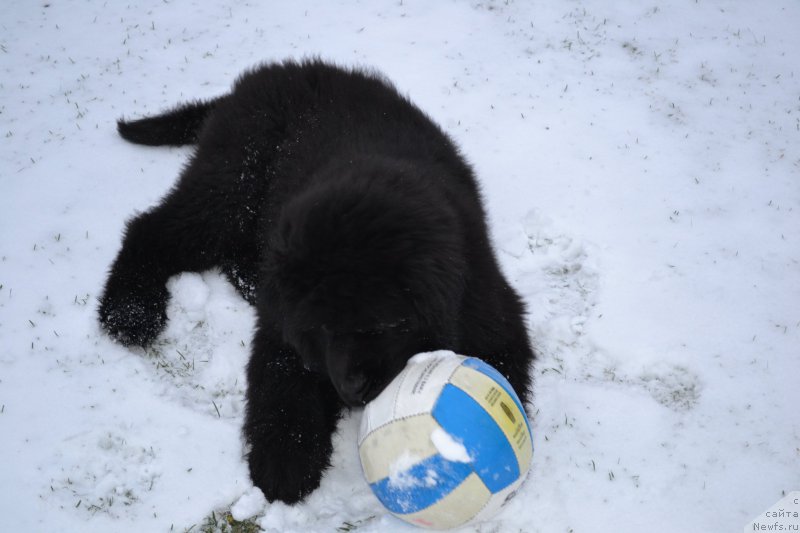 Фото: ньюфаундленд Brownblood MSK Amadey-Defender (Браунблад МСК Амадей-Дефендер)