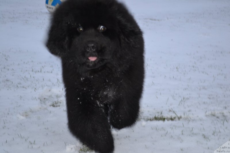 Фото: ньюфаундленд Brownblood MSK Amadey-Defender (Браунблад МСК Амадей-Дефендер)