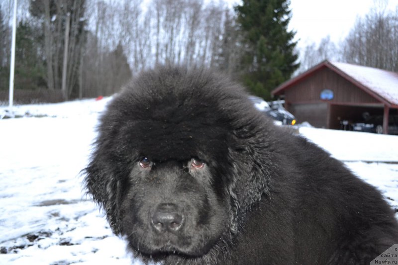 Фото: ньюфаундленд Brownblood MSK Amadey-Defender (Браунблад МСК Амадей-Дефендер)