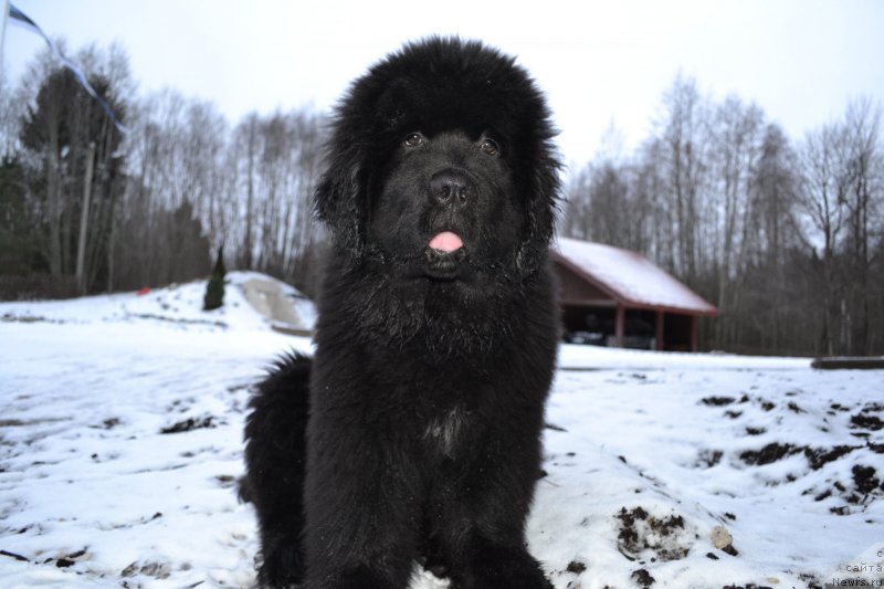 Фото: ньюфаундленд Brownblood MSK Amadey-Defender (Браунблад МСК Амадей-Дефендер)