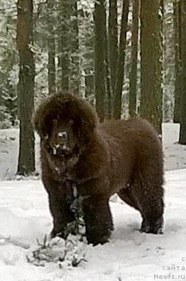 Фотография № 219584