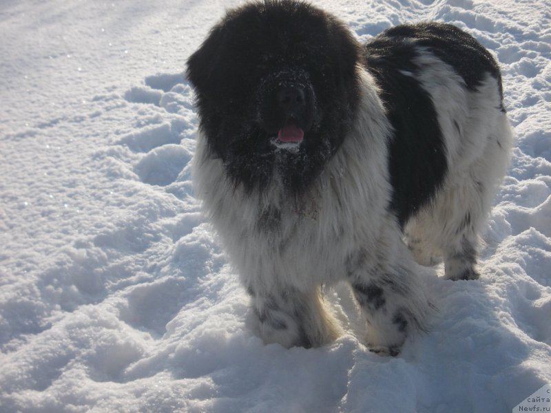 Фото: ньюфаундленд Vargas de la Massa Armando (Варгас Де Ла Масса Армандо)