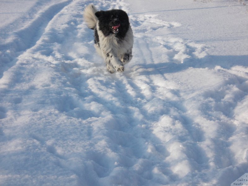 Фото: ньюфаундленд Vargas de la Massa Armando (Варгас Де Ла Масса Армандо)