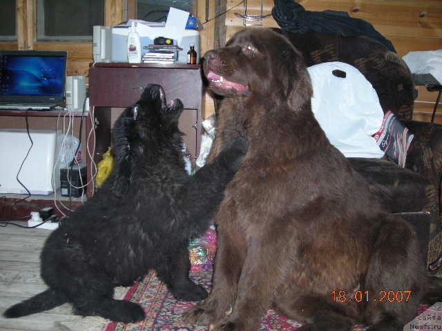 Фото: ньюфаундленд Sent Djons Kruiz (Сент Джонс Круиз), ньюфаундленд Stardi (Старди)