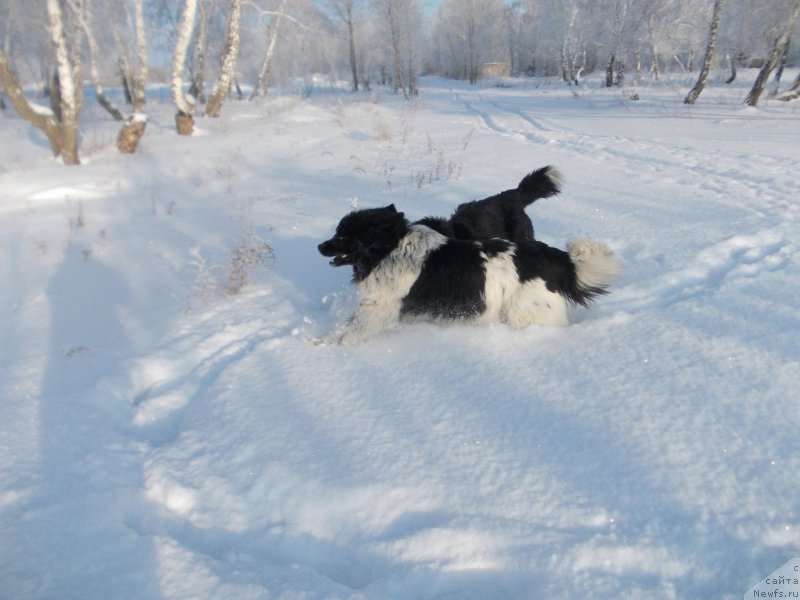 Фото: ньюфаундленд Vargas de la Massa Armando (Варгас Де Ла Масса Армандо)