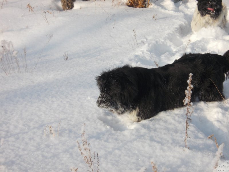 Фото: ньюфаундленд Everiya ot Sibirskogo Medvedya (Еверия от Сибирского Медведя)