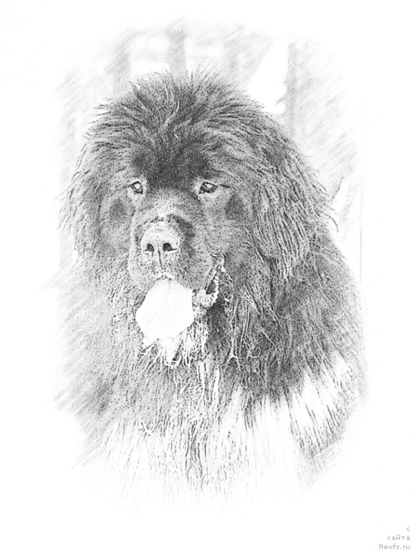 Фото: ньюфаундленд Everiya ot Sibirskogo Medvedya (Еверия от Сибирского Медведя)