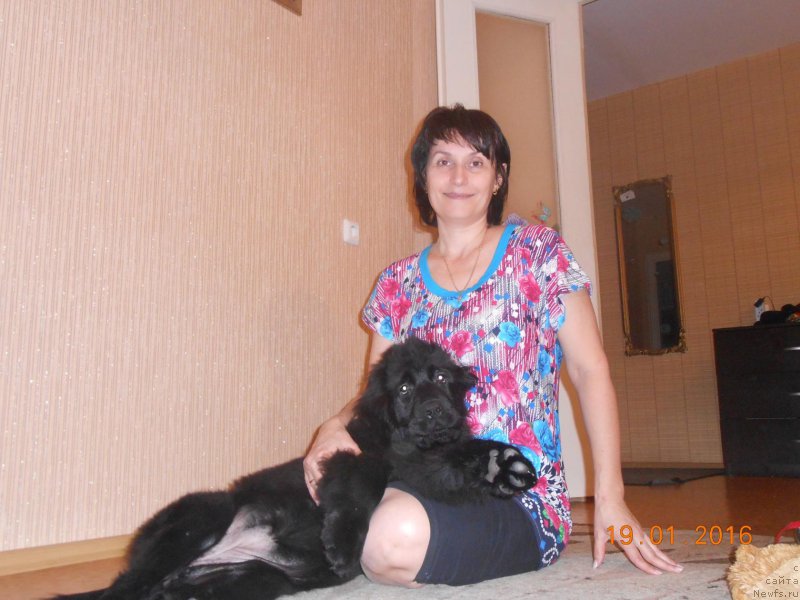 Фото: ньюфаундленд Bi Perfekt Jelannaya (Би Перфект Желанная)