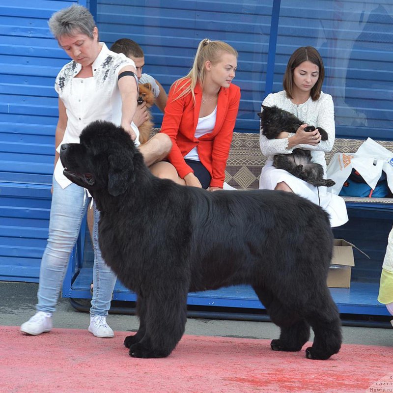 Фото: ньюфаундленд S'Nezhnaya Vjuga Alyaniko del Vulture (С'Нежная Вьюга Альянико Дель Вультуре), Elena Kropotova (Елена Кропотова)