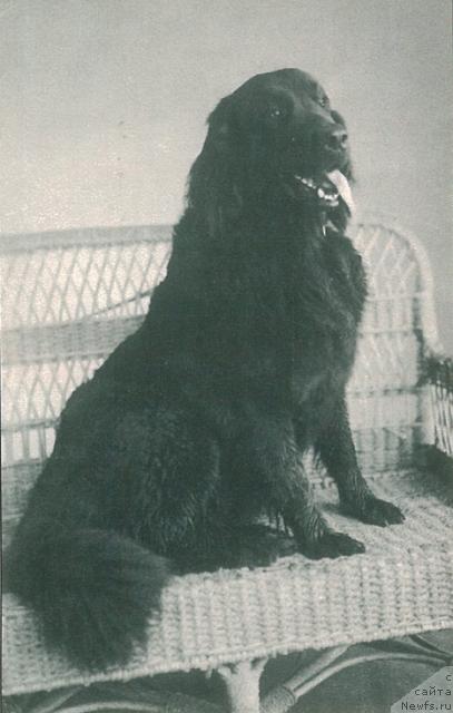 Фото: ньюфаундленд Morsi Fyokla (Морси Фёкла)