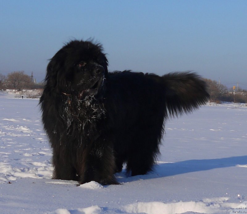 Фото: ньюфаундленд Akvatoriya Kelvin SHedevr (Акватория Келвин Шедевр)