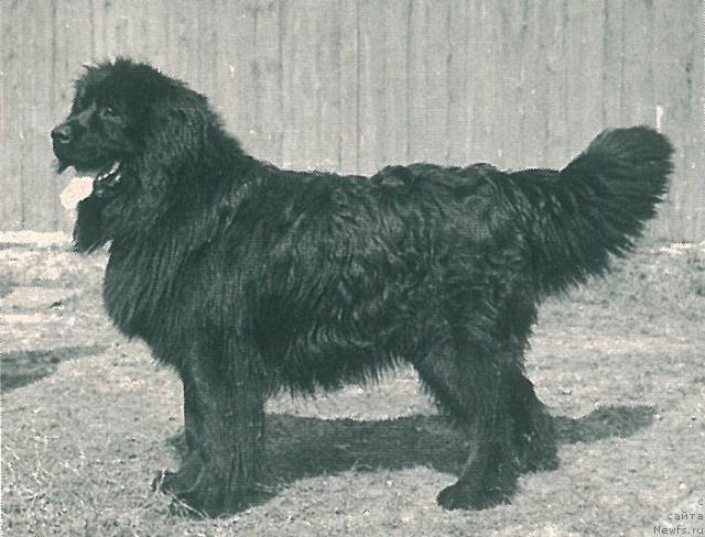 Фото: ньюфаундленд Neron Askri (Нерон Аскри)