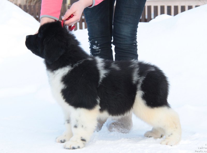 Фото: ньюфаундленд Akvian Song Trevor (Аквиан Сонг Тревор)