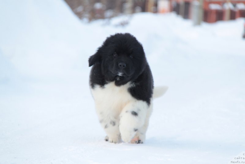 Фото: ньюфаундленд Akvian Song Trevor (Аквиан Сонг Тревор)