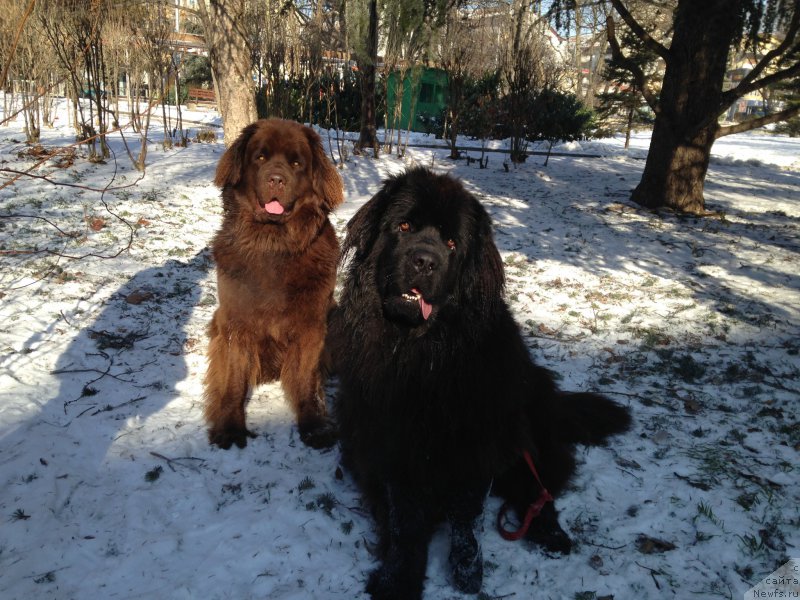 Фото: ньюфаундленд Brownblood MSK Happy Teddy (Браунблад МСК Хэппи Тедди)