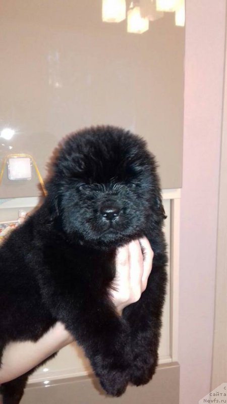 Фотография № 219627