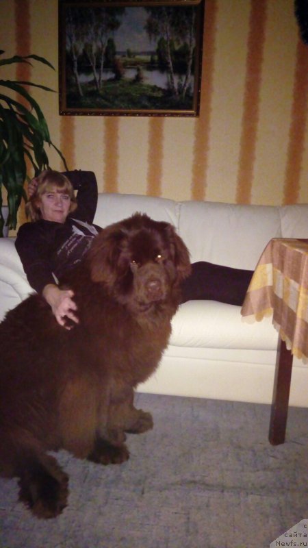 Фото: ньюфаундленд Braunblad MSK Brennan Lois (Браунблад МСК Бреннан Лоис)