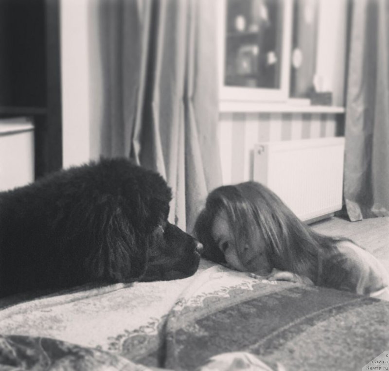 Фото: ньюфаундленд Chernaya Mafia Big Bang Theory (Черная Мафия Биг Банг Тхеору)