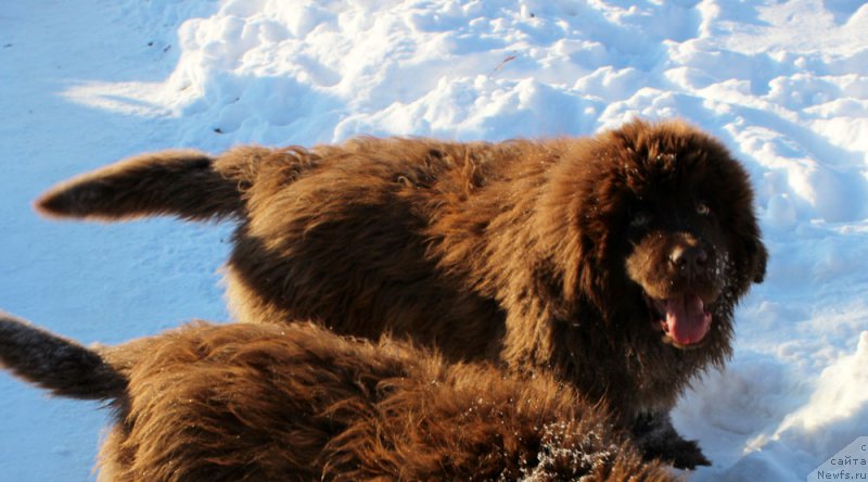 Фото: ньюфаундленд Brownblood MSK Avanti Darling Kid (Браунблад МСК Аванти Дарлинг Кид)