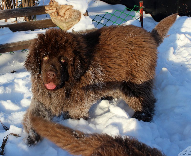 Фото: ньюфаундленд Brownblood MSK Avanti Darling Kid (Браунблад МСК Аванти Дарлинг Кид)