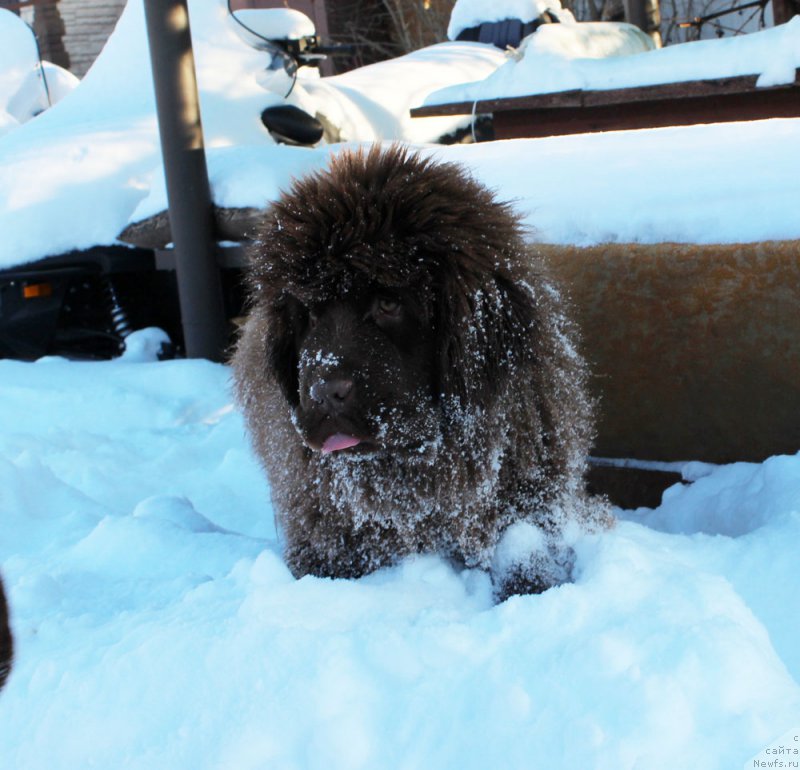 Фото: ньюфаундленд Brownblood MSK Avanti Darling Kid (Браунблад МСК Аванти Дарлинг Кид)