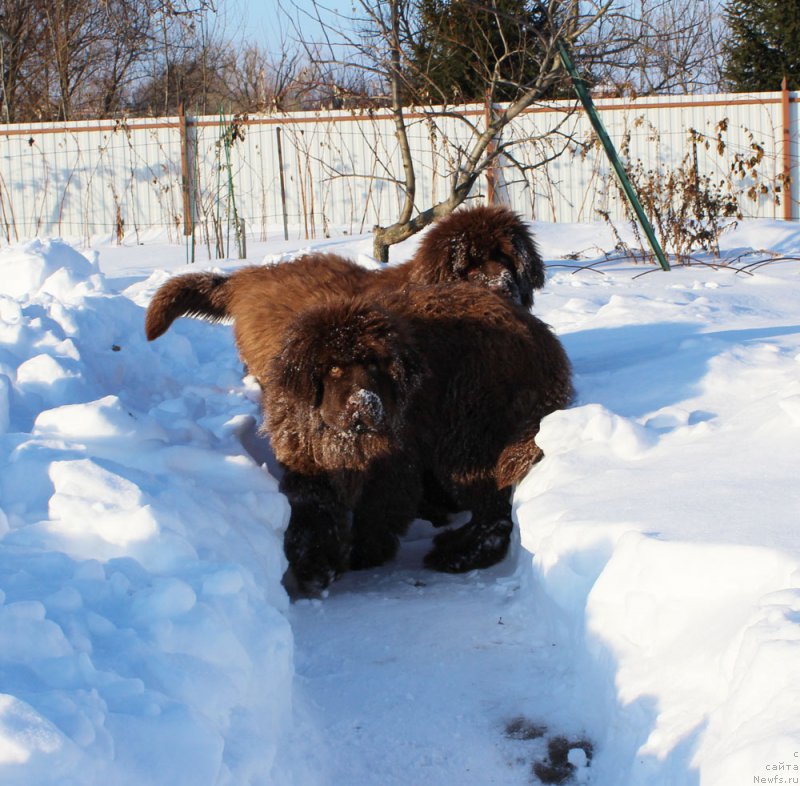 Фото: ньюфаундленд Brownblood MSK Avanti Darling Kid (Браунблад МСК Аванти Дарлинг Кид), ньюфаундленд Brownblood MSK Another Love Tender Ebony (Браунблад МСК Аназер Лав Тендер Эбони)