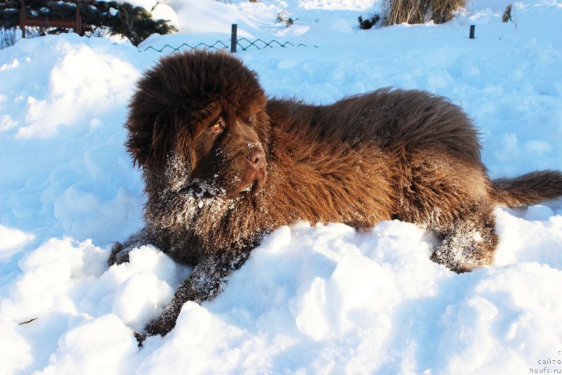 Фото: ньюфаундленд Brownblood MSK Another Love Tender Ebony (Браунблад МСК Аназер Лав Тендер Эбони)