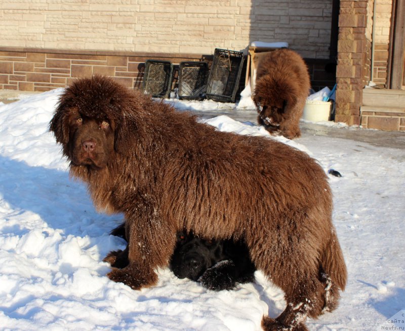 Фото: ньюфаундленд Brownblood MSK Avanti Darling Kid (Браунблад МСК Аванти Дарлинг Кид)