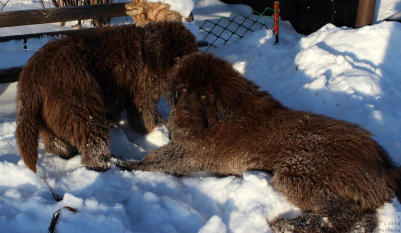 Фото: ньюфаундленд Brownblood MSK Another Love Tender Ebony (Браунблад МСК Аназер Лав Тендер Эбони), ньюфаундленд Brownblood MSK Avanti Darling Kid (Браунблад МСК Аванти Дарлинг Кид)