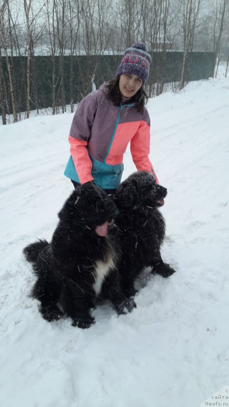 Фото: ньюфаундленд Dark Pride Van Gogh (Дак Прайд Ван Гог), ньюфаундленд Krass (Красс), YUliya Sidorova (Юлия Сидорова)
