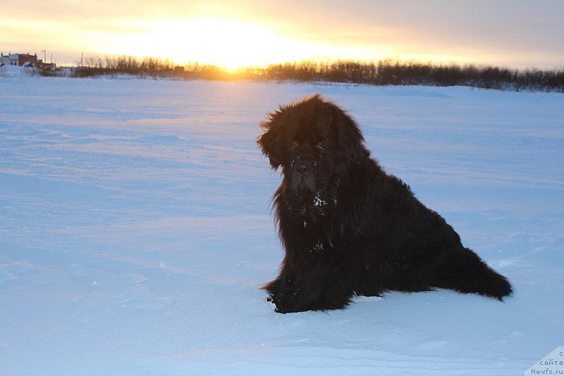 Фотография № 219650