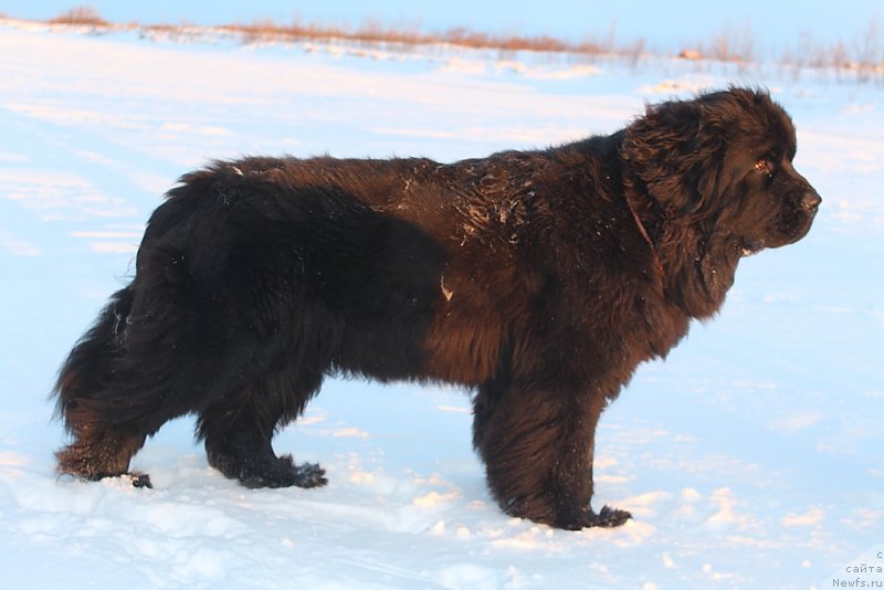Фото: ньюфаундленд Anabelle Kvin of zye Mountayns (Анабелле Квин оф зэ Моунтайнс)
