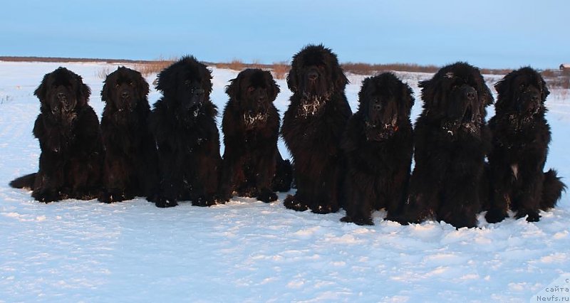 Фото: ньюфаундленд YAntarnaya Mechta (Янтарная Мечта), ньюфаундленд Anabelle Kvin of zye Mountayns (Анабелле Квин оф зэ Моунтайнс), ньюфаундленд Gloriya Grand Blek (Глория Гранд Блек), ньюфаундленд Daymond King (Даймонд Кинг), ньюфаундленд King of Helluland You Shock Me, ньюфаундленд Fortuna of Giant's Island, ньюфаундленд Beguschaya po Volnam Zero Kool (Бегущая по Волнам Зеро Коол), ньюфаундленд Neretum Tribe Xagrid