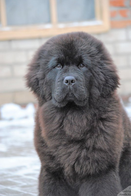 Фото: ньюфаундленд Moya Stikhiya Nastasya Krasa (Моя Стихия Настасья Краса)