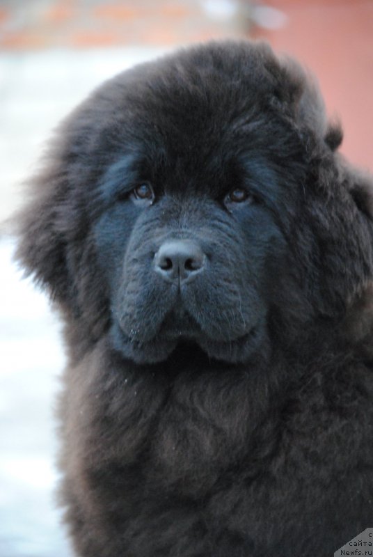 Фото: ньюфаундленд Moya Stikhiya Nastasya Krasa (Моя Стихия Настасья Краса)