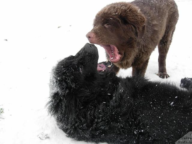 Фото: ньюфаундленд Konfuciy (Конфуций), ньюфаундленд Lesnaya Skazka Raskrasavica (Лесная Сказка Раскрасавица)