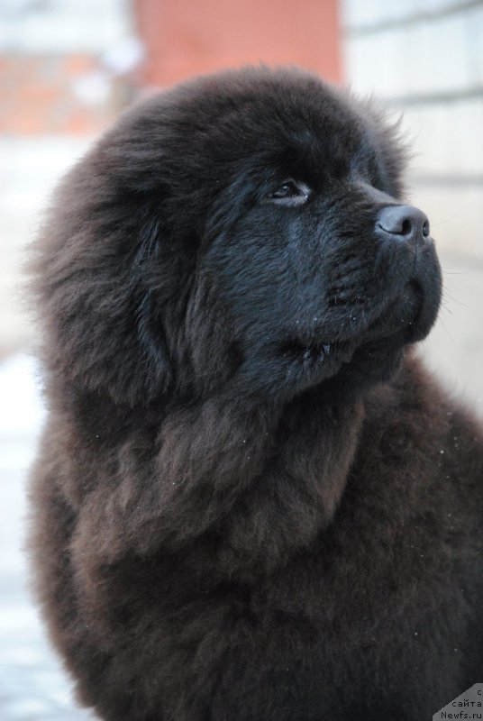 Фото: ньюфаундленд Moya Stikhiya Nastasya Krasa (Моя Стихия Настасья Краса)