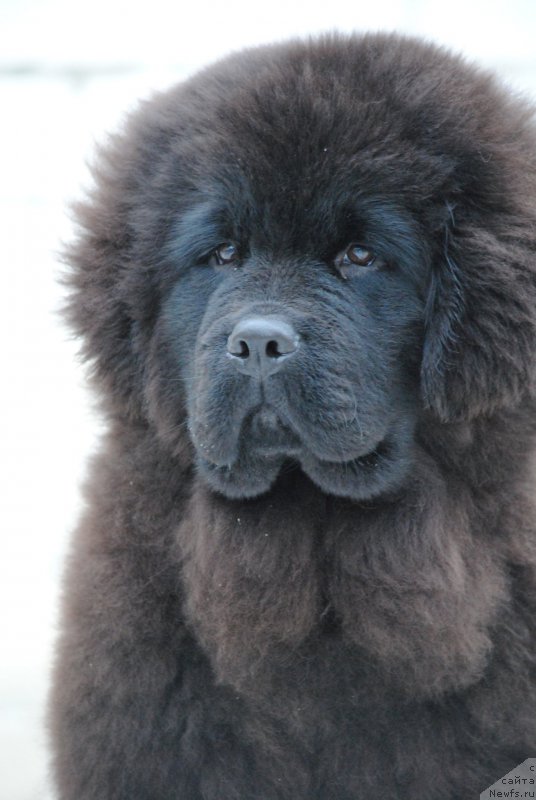 Фото: ньюфаундленд Moya Stikhiya Nastasya Krasa (Моя Стихия Настасья Краса)