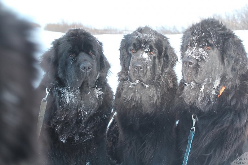 Фотография № 219663