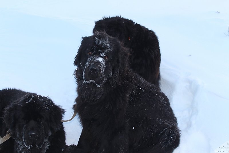 Фото: ньюфаундленд Anabelle Kvin of zye Mountayns (Анабелле Квин оф зэ Моунтайнс)