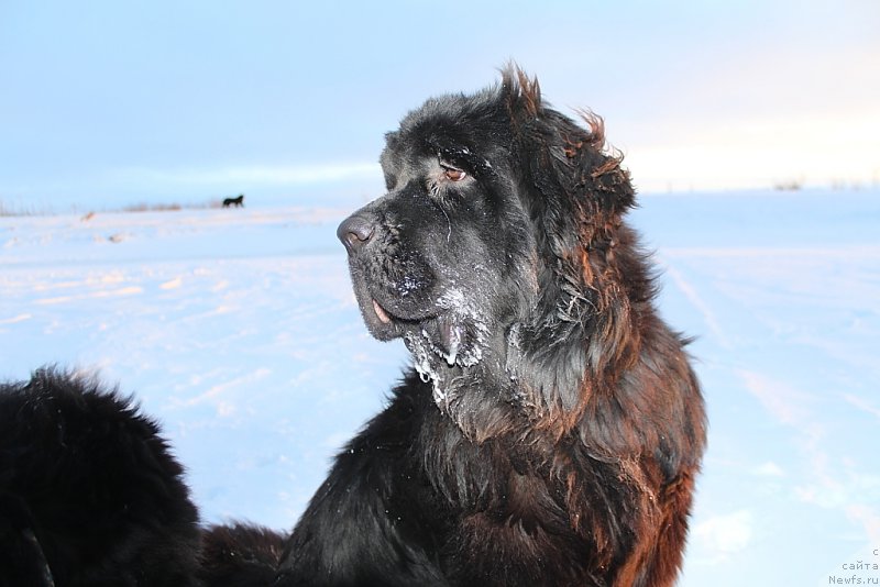 Фото: ньюфаундленд Daymond King (Даймонд Кинг)