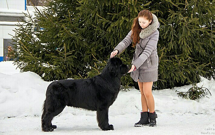 Фото: ньюфаундленд Chernyj Chank s Berega Dona (Черный Чанк с Берега Дона)