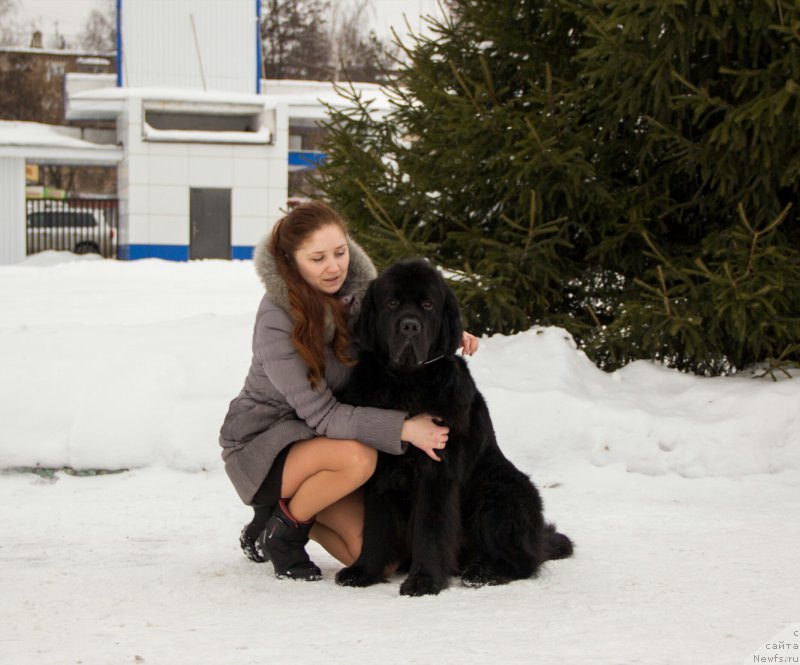 Фото: ньюфаундленд Chernyj Chank s Berega Dona (Черный Чанк с Берега Дона), Irina Skladnova (Ирина Складнова)