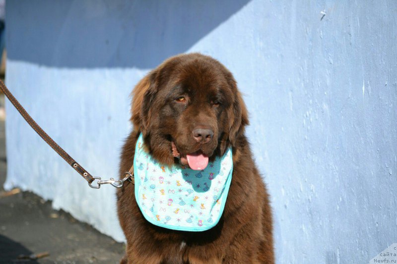 Фото: ньюфаундленд Glasha Medvedica (Глаша Медведица)